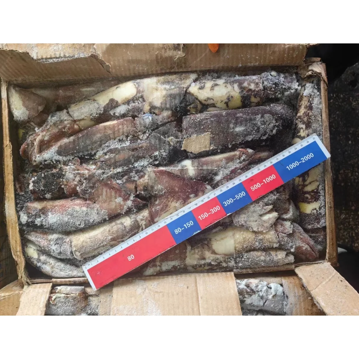 Премиум цена морская рыба замороженная индийская океанская кальмары