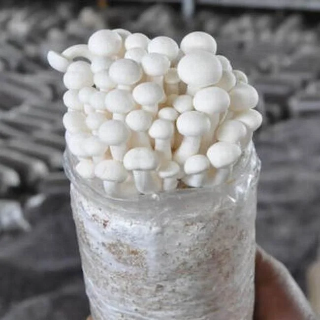 
Fresh Culture Pleurotus Eryngii Mushroom Spawn 