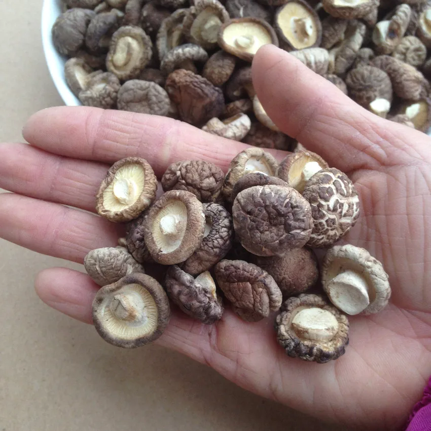 High Quality Edible Fungi Bulk Dry Shiitake Mushroom Magic Mushrooms For Sale