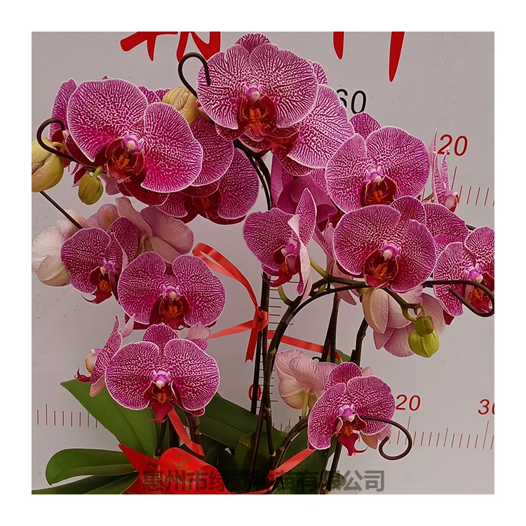 Красивое цветное комнатное растение Орхидея фаленопсис