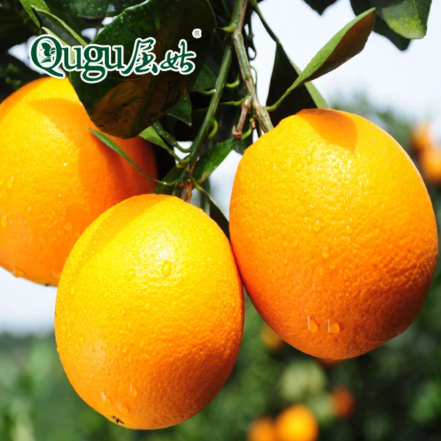 
new season good taste fresh Navel Orange, fresh orange, China orange, 