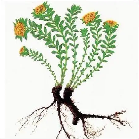 Health Supplement Pure Natural Rosavins Powder 3% 10% Salidrosides Rhodiola Rosea Extract