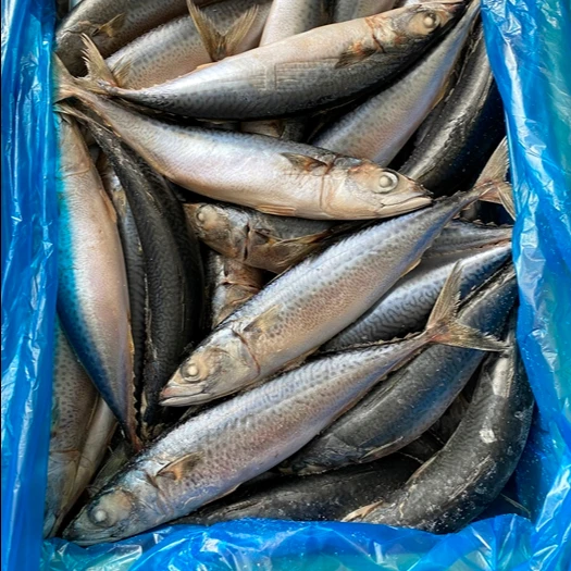 Морская замороженная скумбрия Scomber Japonicus для продажи
