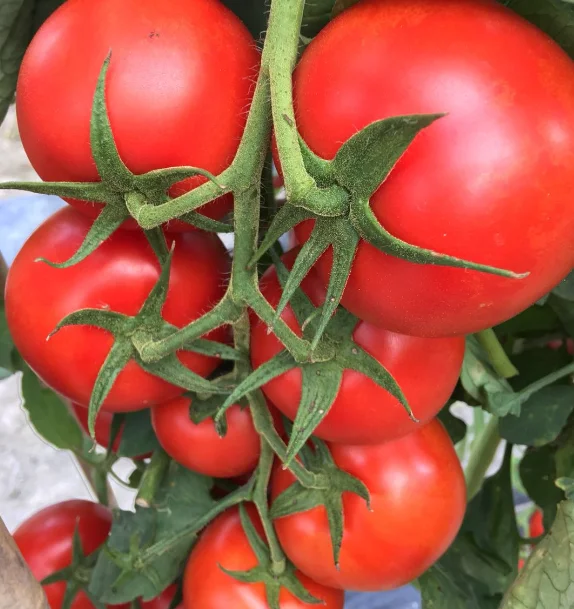 Гибридный F1 нематода сопротивление неопределенный круглый семена томатов