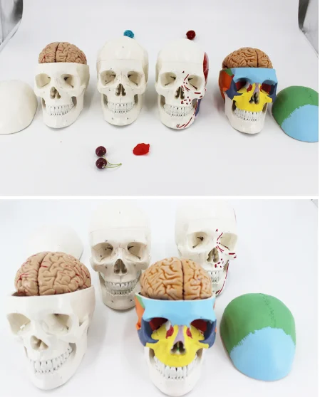 adult 1:1Medical simulation pure white Human skull model Skull anatomy Skeleton specimen with brain and spine
