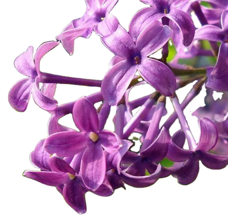 Новинка, семена вьющейся сирени для посадки