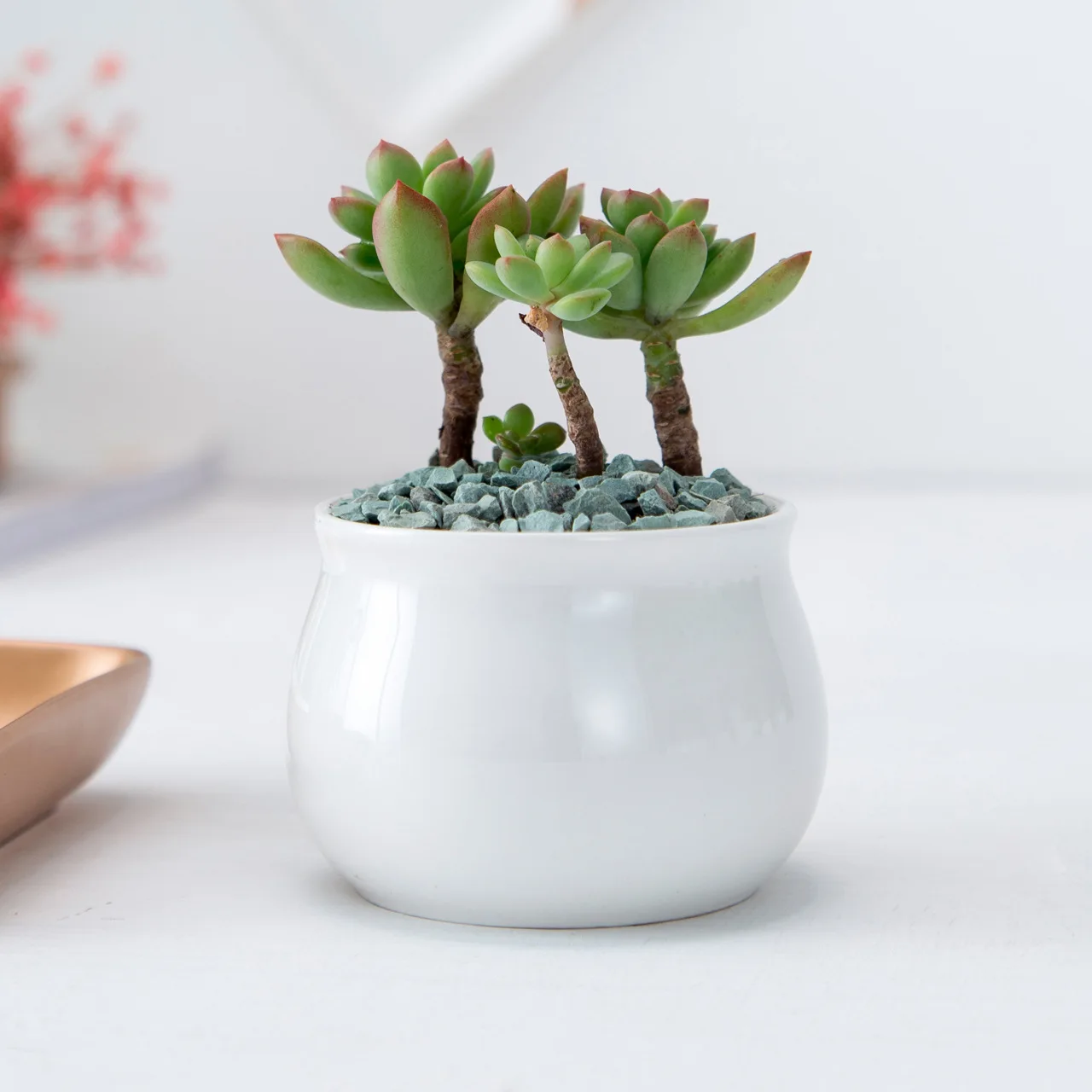 Good Quality White Porcelain Vase With Round Belly Succulent Ceramic Flower pot for Garden Pots & Plasters