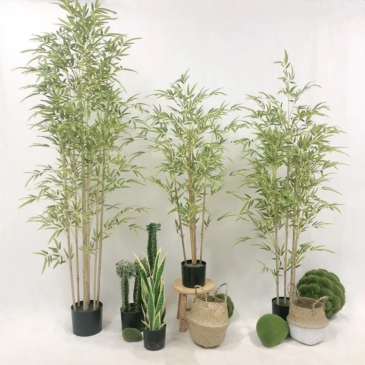 Factory Sale Plants Bamboo Transitional Lucky Bamboo Plant Bonsai Bamboo Fence