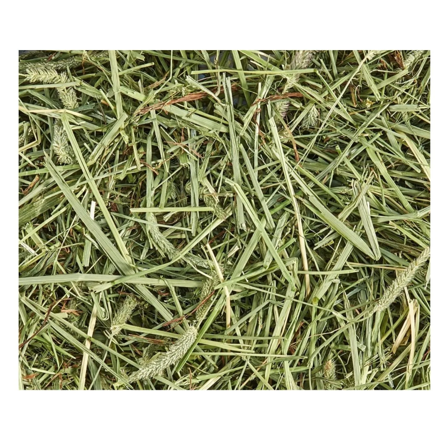 Pure Quality Animal Feed Alfalfa Hay and Timothy Hay Animal Feed