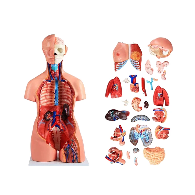Human Organs Anatomy Model 85cm Unisex Human Torso Model With 40 Parts