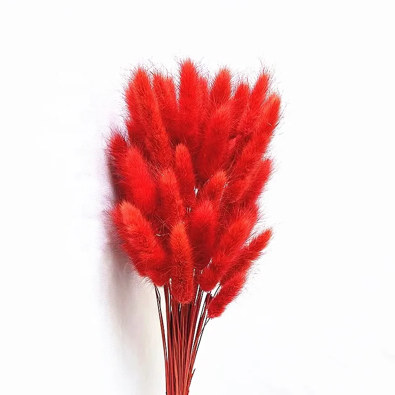 Wholesale dried flowers bunny tail grass dried flowers wholesale dried flowers for resin