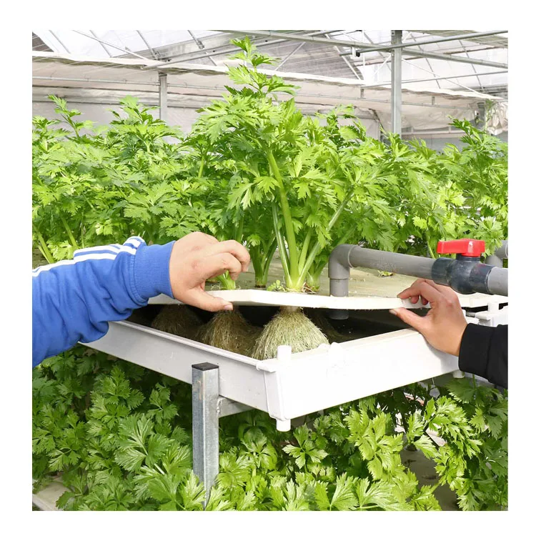 Гидропонная система DWC салатная теплица