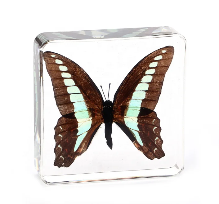 Real Butterfly Taxidermy Animal Resin Specimen Dried Insect Embedded crystal acrylic Resin Specimens for Teaching Resource