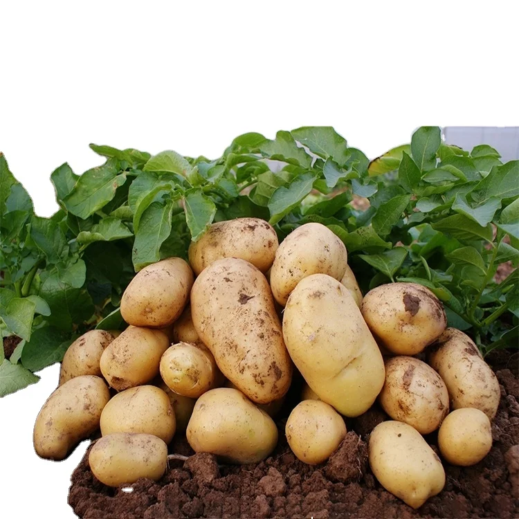 2021 best selling low price wholesale good quality organic and delicious potato