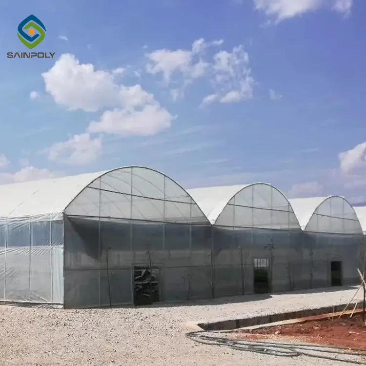 Low cost green house mushroom growing greenhouse