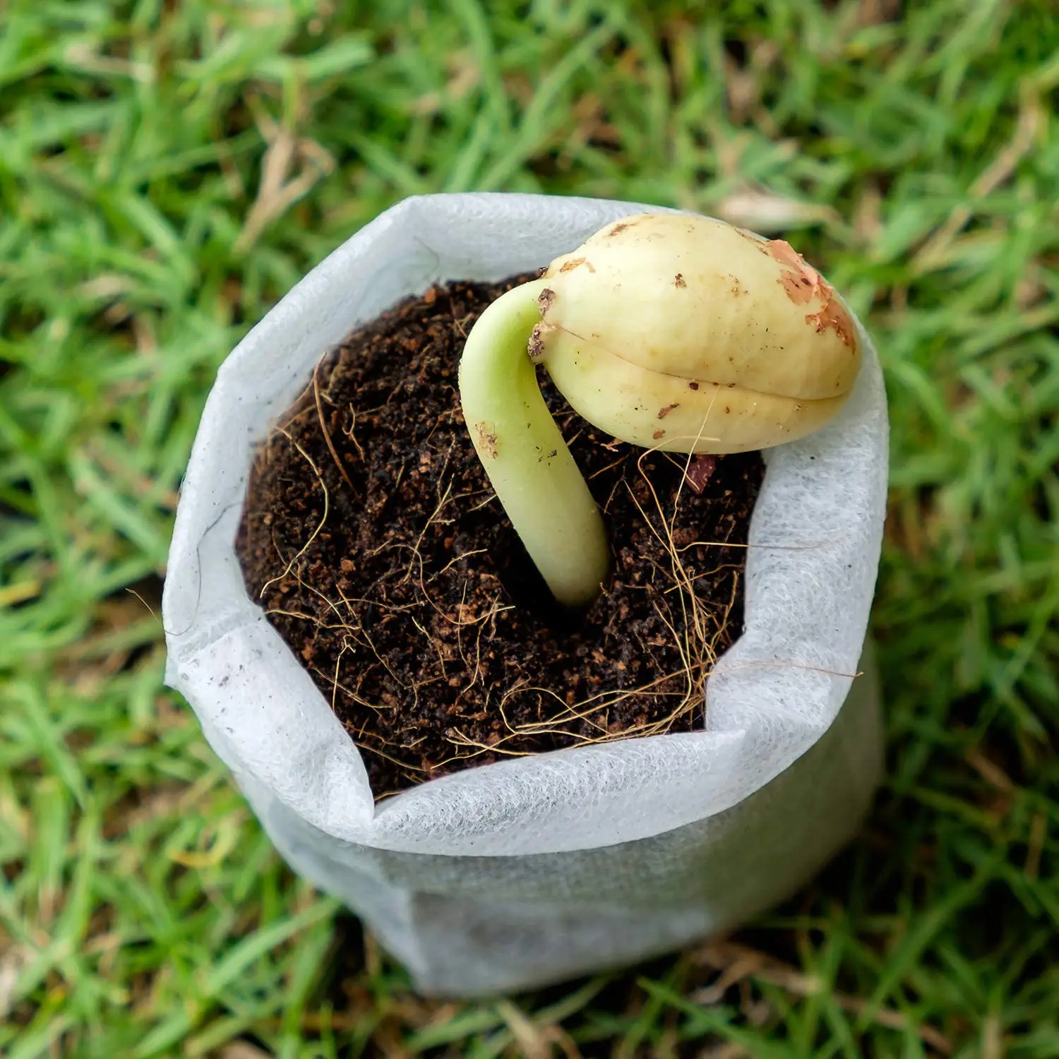 Non woven fabric biodegradable nursery grow bag non toxicity seedling growing pot