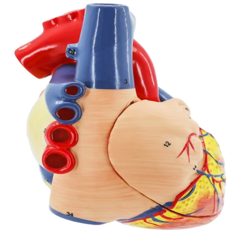 Anatomical Model of Human Heart B Ultrasound Cardiac Model for Medical Teaching