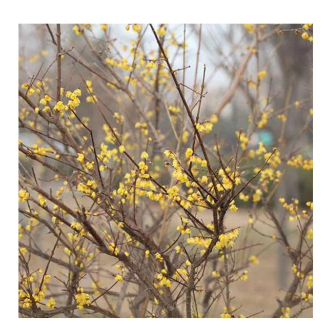 High Quality Chimonanthus Praecox Seeds Wntersweet Tree Seeds Tree seeds