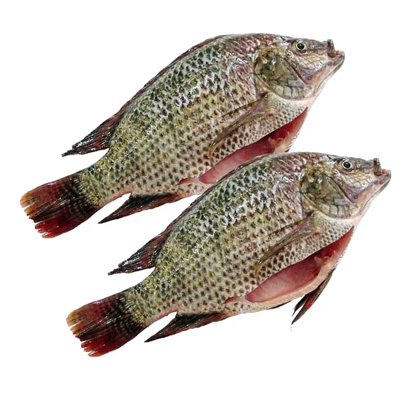 Hot Sale Whole Round Black Tilapia Fish Frozen Tilapia Fish