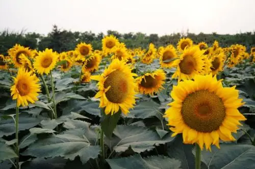 Hybrid f1 edible white sunflower seeds S6608