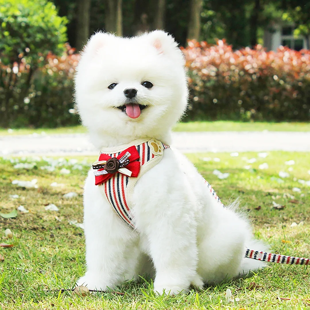 Hot Sale Pet dog cat chest strap leash set walk chain dog leash