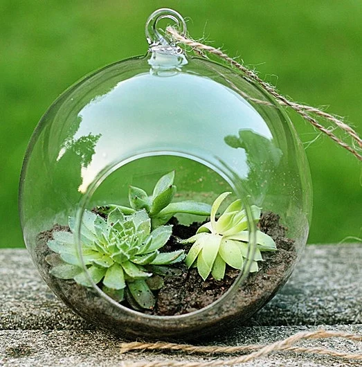 Green Artificial Succulent Open Drop Globe Clear Glass Terrarium Plants Pot Ball Glass Ornament For Home And Office Decoration