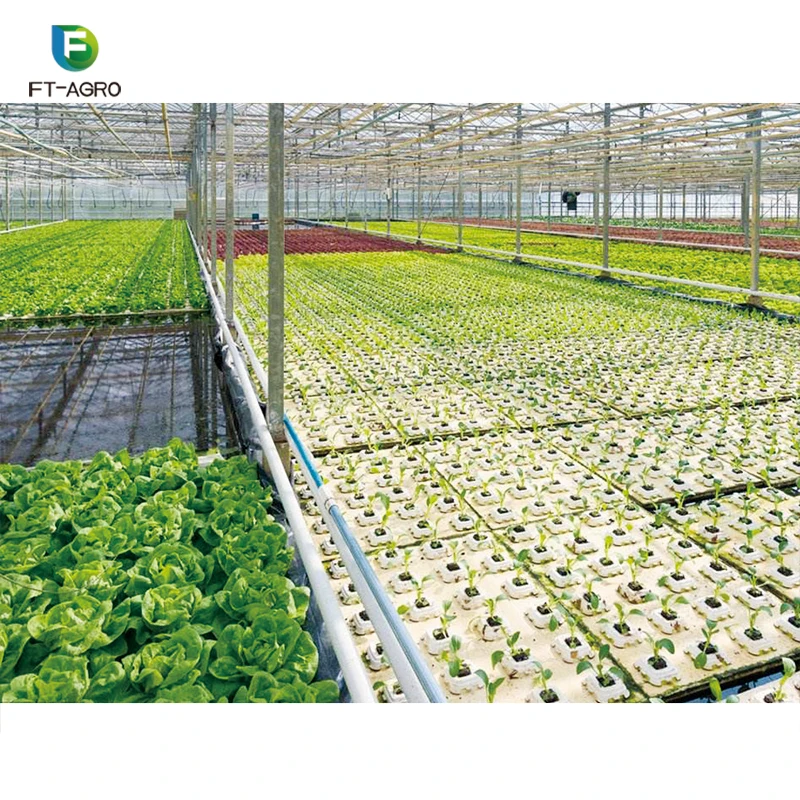 Hot sale Low price but stable and high productivity hydroponic system
