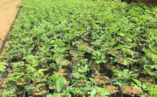 Wholesale Best Selling Pure Natural Moringa Seed Extract