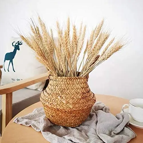 Wholesale Dried Wheat Sheaves wheat Stalks Natural Ear of Wheat Grain Flowers Dry Grass Bunch for Pampas grass Arrangements