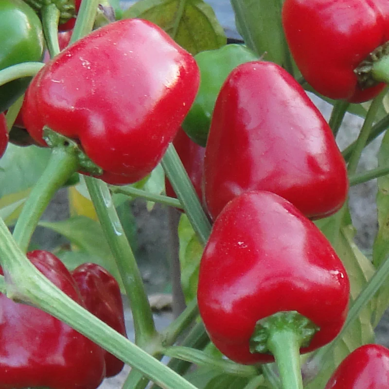 
Suntoday small red Vegetable heirloom F1 Capsicum annuum seeds 100gr/bag 