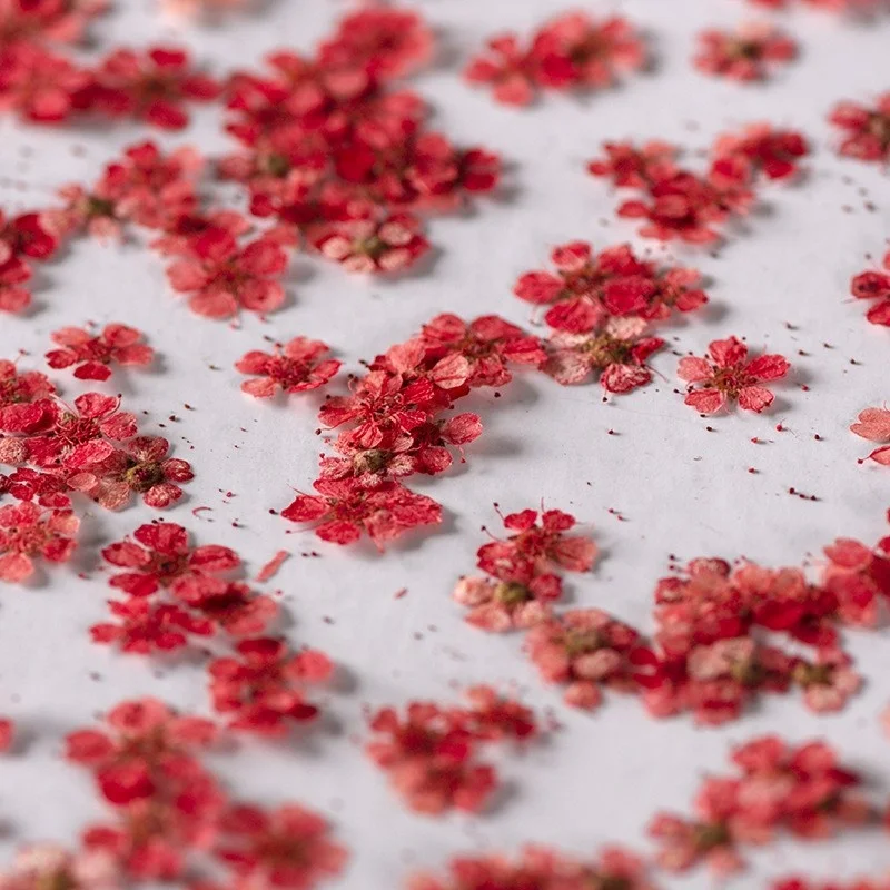 wholesale DIY material dry flower pressed Sorbaria sorbifoli flowers for resin Bookmark Jewelry and mobile phone case decoration