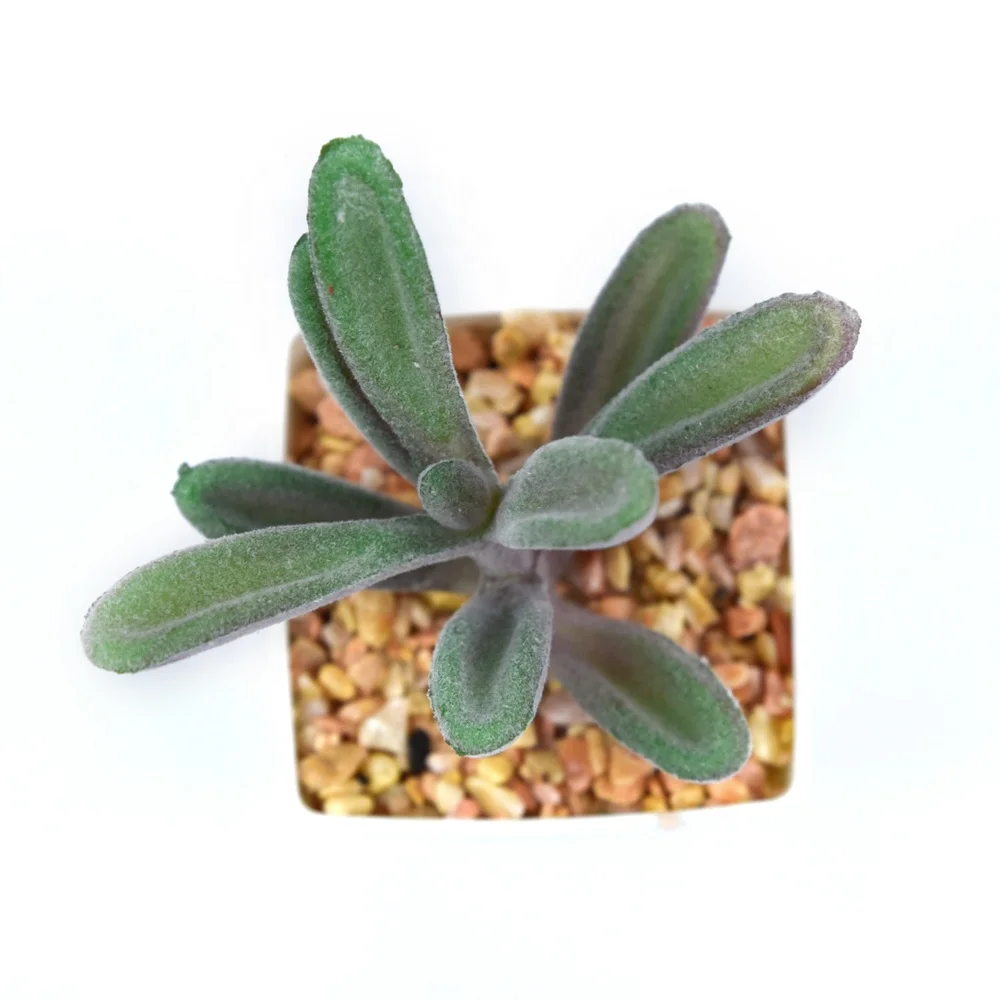 Succulents Home Decoration Square Pot Faux Plastic in Pot for Desktop Hotel Office Lifelike Succulent Plants in White Customized