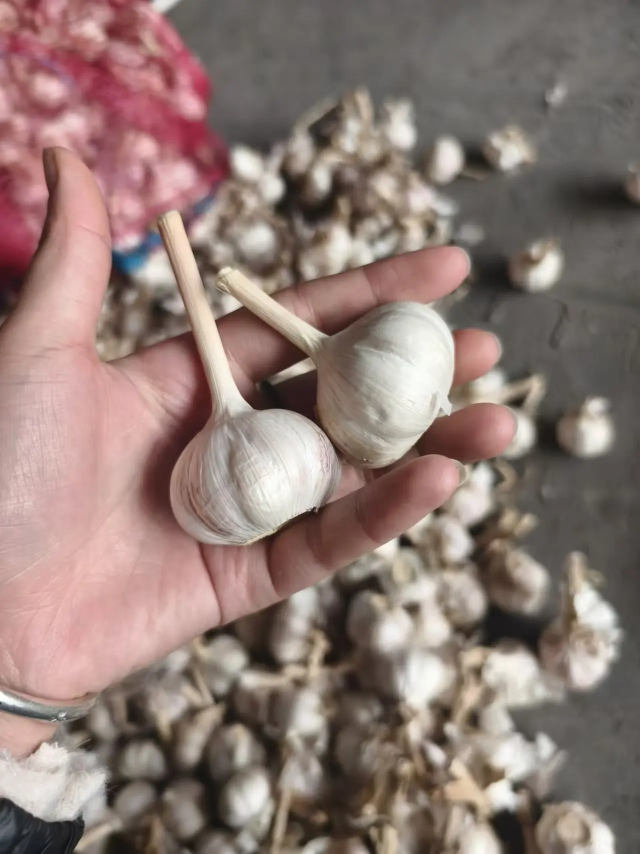 High quality 3.5cm 4.5cm 5.0cm 5.5cm 6.0cm Pure White Shandong Belgium nature grown garlic for sale