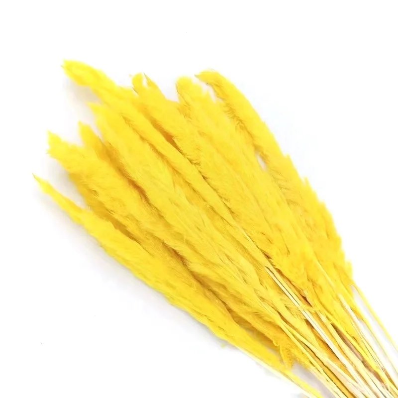 log price dried white 60cm pampas pink natural dried grass dried wheat grass