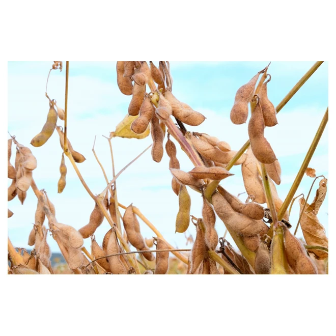 Bulk dried protein soybeans to promote digestion and absorption