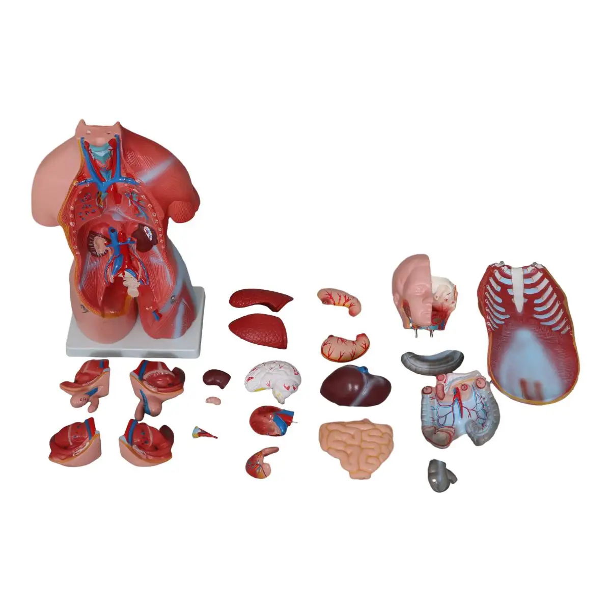 Factory  Human Torso Anatomy Model medical anatomical model medical science  Mannequin Medical Science 42CM Torso 23Parts Torso