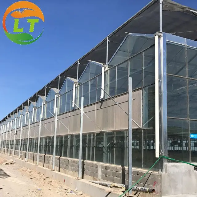Multi-span Glass Greenhouse With High Yield Outstanding Economic Benefits