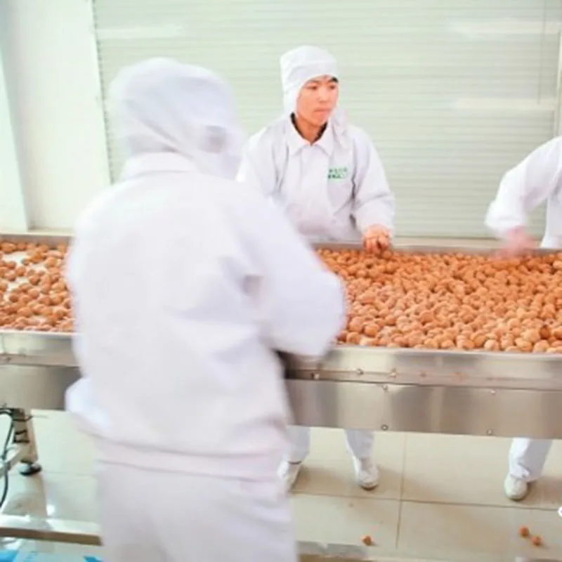 2023 New Listing 33 Xiner Chinese Walnuts in Shell 500g Bulk Dried Raw Style Walnut Kernels