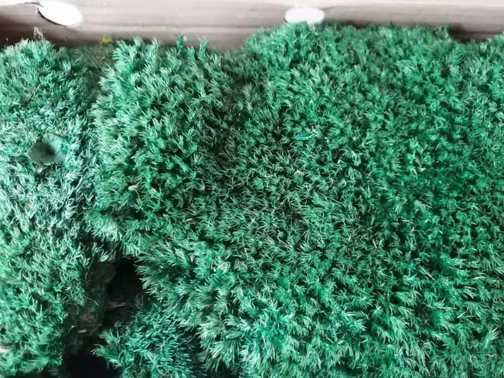 China Factory High Quality Preserved Pole Moss For Wall Decor Home Decor preserved moss