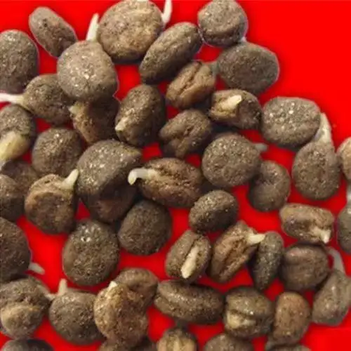 
Competitive Price Ginseng Seeds For Planting 