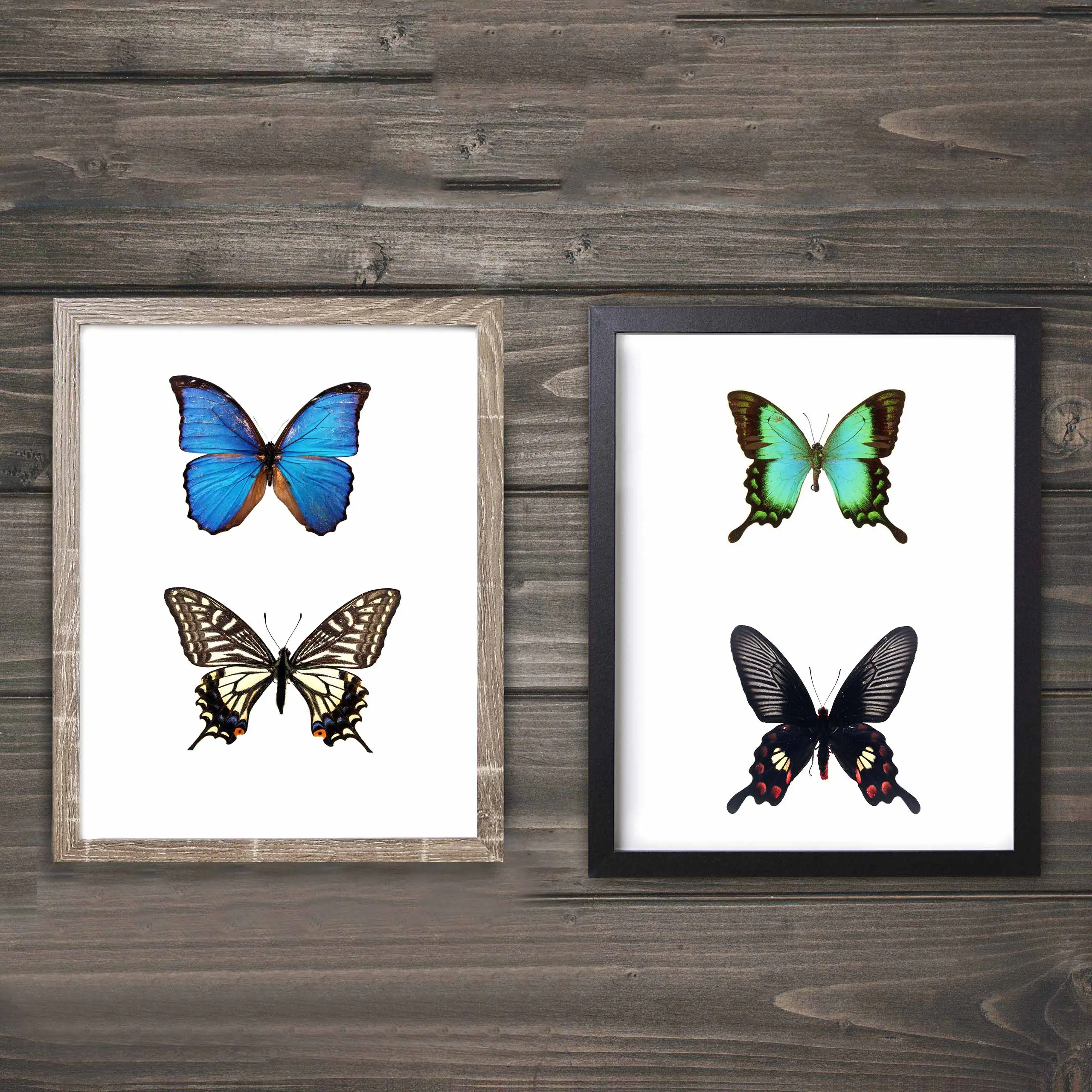 Hot Sale Simple And Popular 4*6 6*6 6*8 Inch Custom Specimen Frames With Wooden Glass 3d Shadow Box Frame