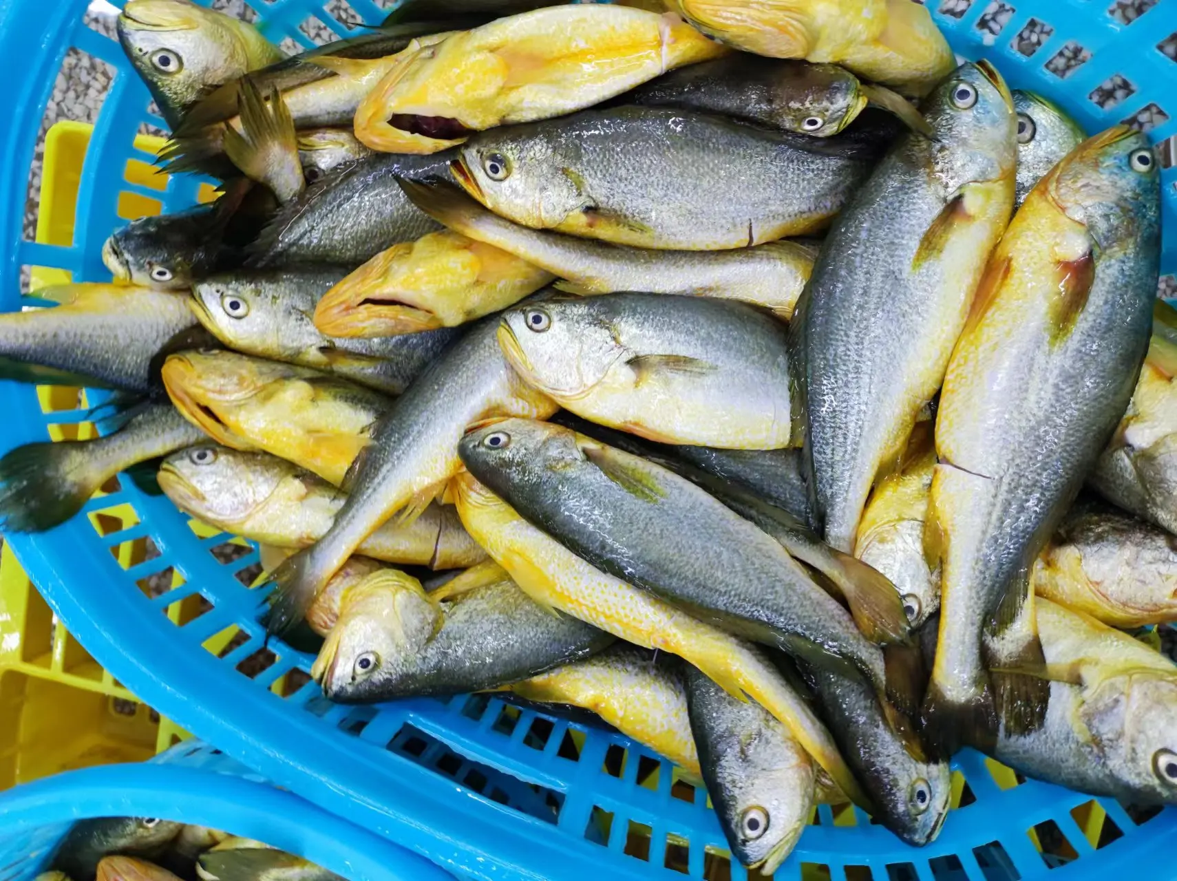 Frozen yellow  Croaker fish sale market