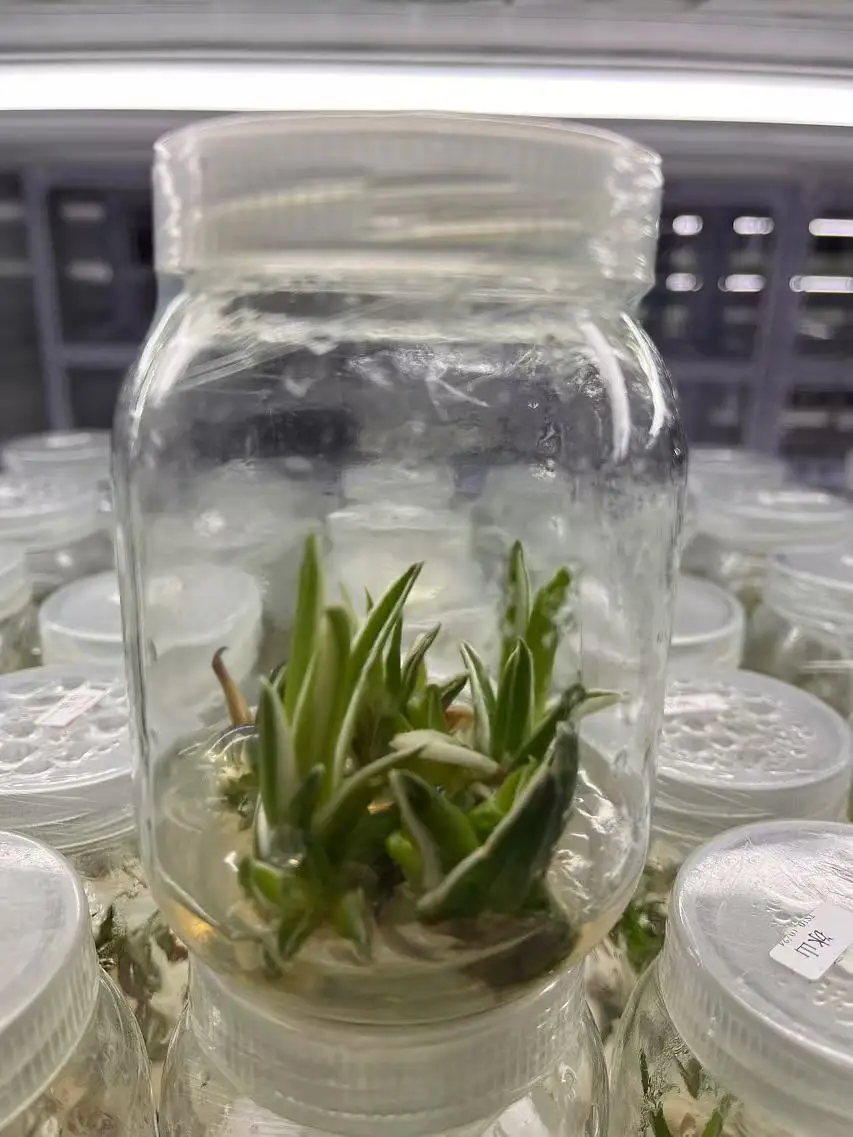 Wholesale hot selling Agave tissue culture - Ornamental plants for gardens