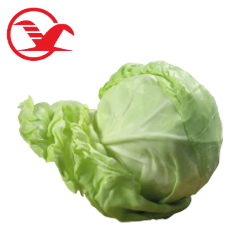 Export High Quality Green Chinese Long Time Packing Fresh Cabbage Top Grade Product Carton Mesh Bag Package