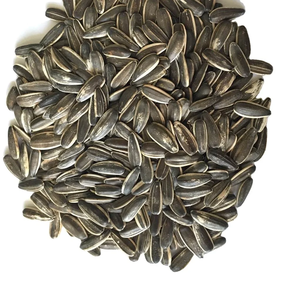 sunflower seeds with factory price white stripe sunflower seeds