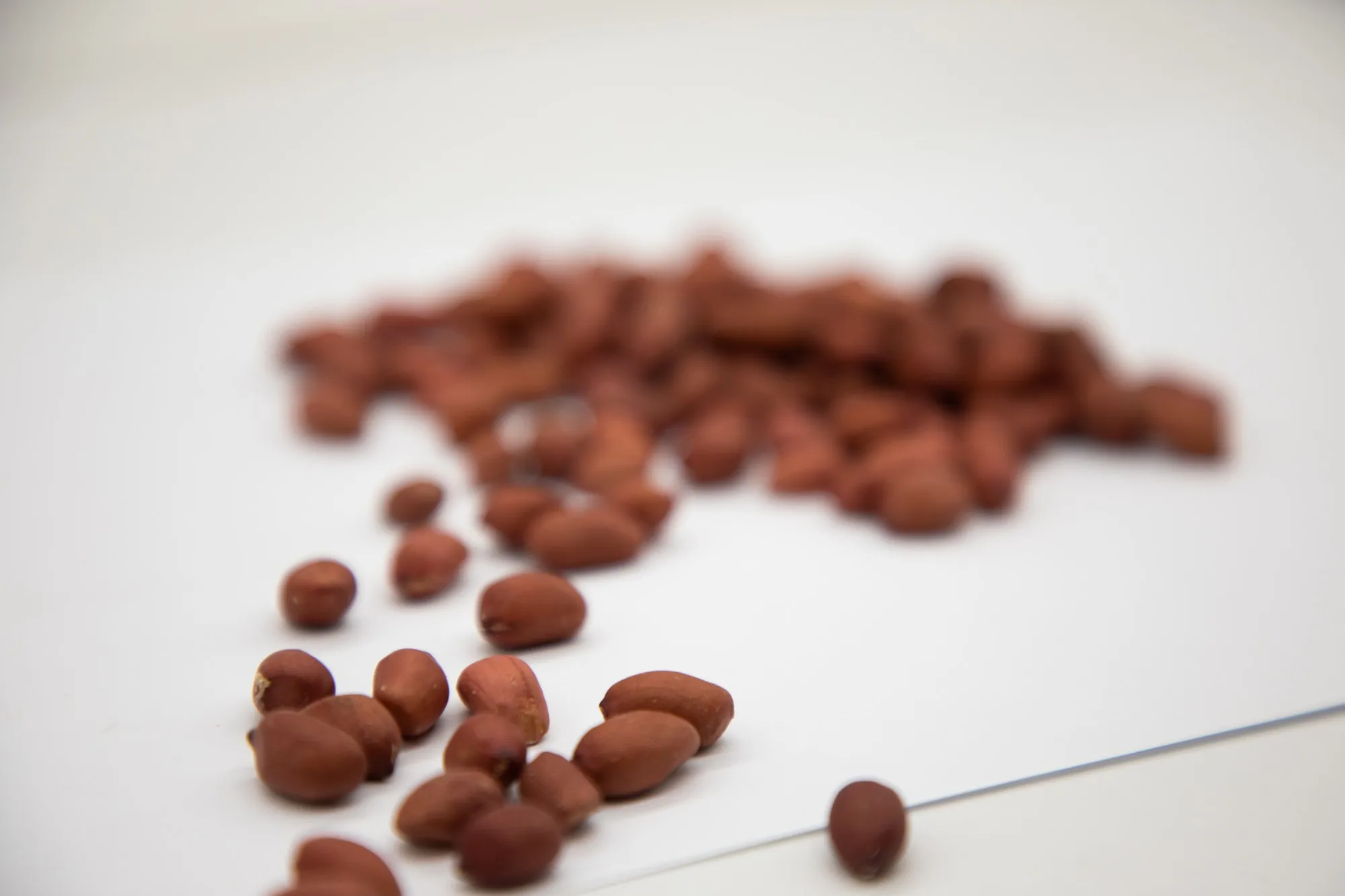 Healthy snack top grade organic peanut kernels peeled peanuts nuts in bulk from Uzbekistan manufacturer