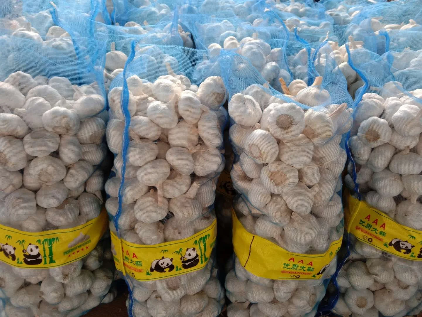 Pure white garlic to export at a low price wholesale