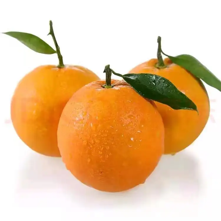 
Guaranteed Quality Proper Price Promotional Top Quality Fresh Orange For Eat 