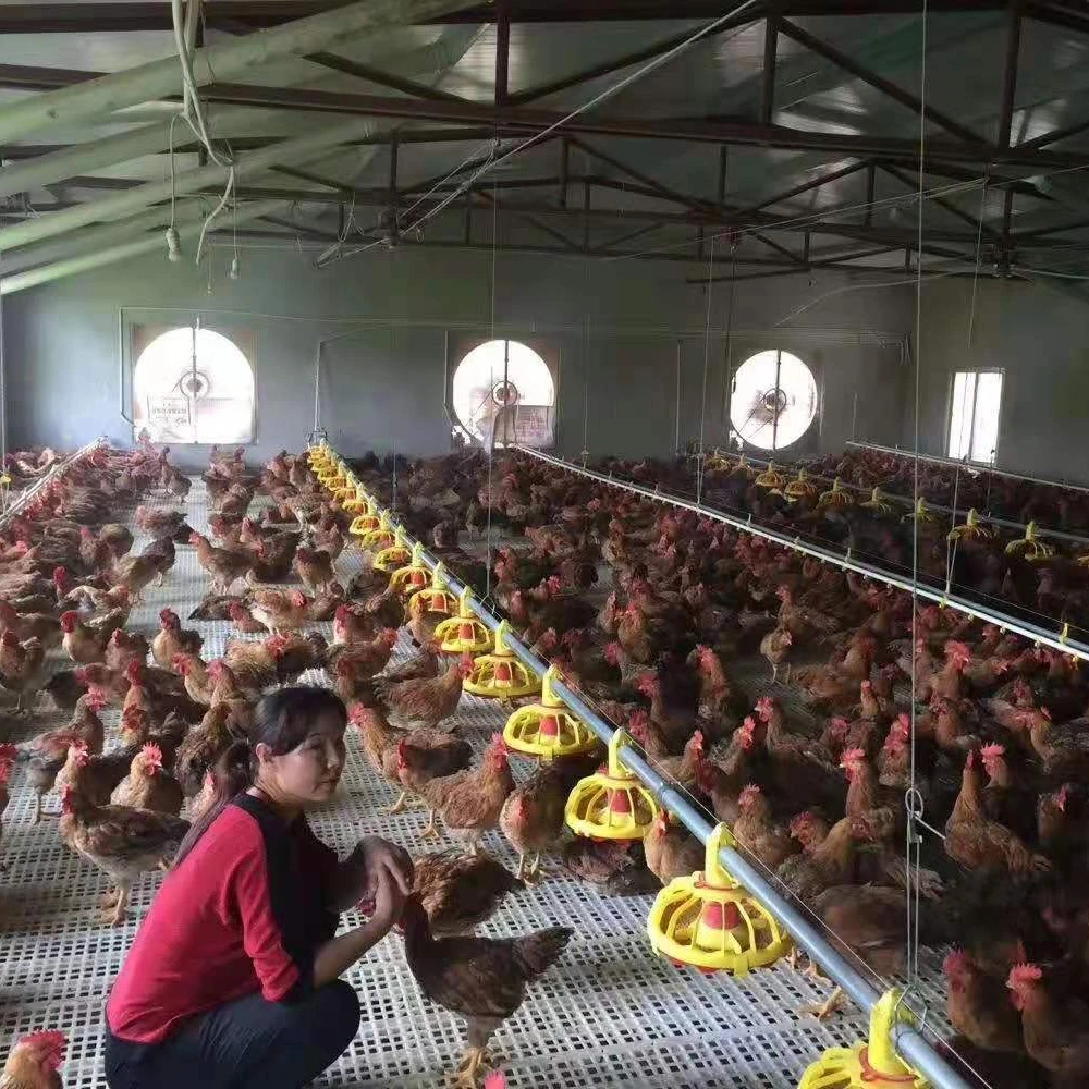 auger automatic feed system broiler feeding system for poultry farm