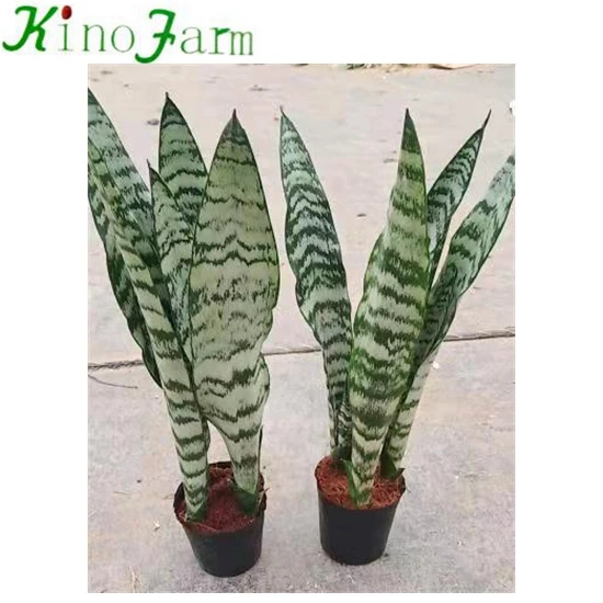 
 Sansevieria Zeylanica  